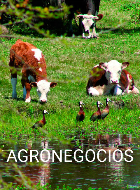 agronegocios1